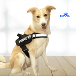 Safety K9 Dog Harness - Black - Medium